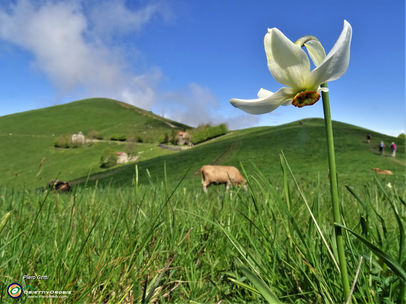 37 E da qui inizia la 'sfilata' dei narcisi in Linzone.JPG
